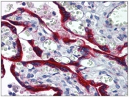 AM31783PU-N - Fibrillin-1