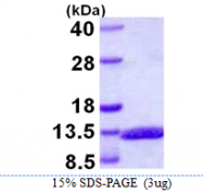 AR39079PU-L - Glucagon