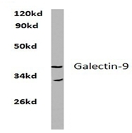 AP20489PU-N - Galectin-9