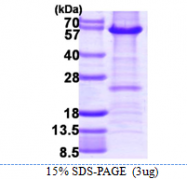 AR39094PU-L - HDAC2