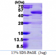AR39109PU-N - Hepatic leukemia factor / HLF