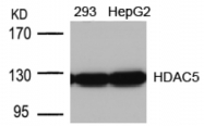 AP02669PU-S - HDAC5