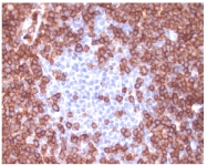 AM08160SU-N - CD43 / Leukosialin