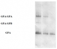 AP31671PU-N - CD235a / GYPA