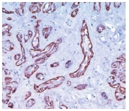 AM10054SU-N - Calponin-1