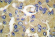 AP06196PU-N - Cytokeratin 15