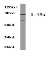 AP01360PU-N - CD124 / IL4R
