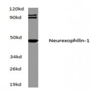 AP21202PU-N - Neurexophilin-1