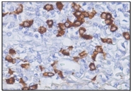 AM10097SU-M - Human IgG4