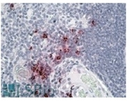 AP23709PU-N - Defensin alpha 1