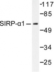AP06316PU-N - CD172a / SIRPA