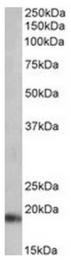 AP31699PU-N - Atrial Natriuretic Factor (ANF)