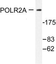 AP06407PU-N - POLR2A