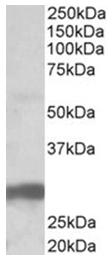 AP16919PU-N - VTCN1 / B7H4