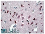 AP23700PU-N - Neurogranin