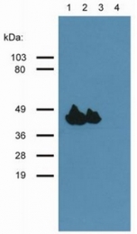 AM26032PU-N - pan Actin