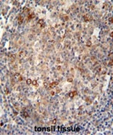 AP50014PU-N - ABCC10 / MRP7