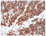 AM00317SU-N - Myogenin