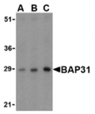 SP2167P - BCAP31 / BAP31