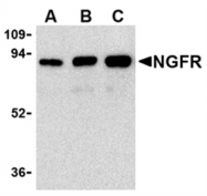 AP05556PU-N - CD271 / NGFR