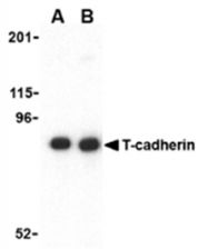 AP05560PU-N - Cadherin-13