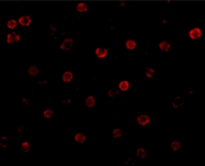 AP05560PU-N - Cadherin-13