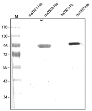 AP31727PU-L - CD202b / TEK