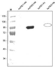 AP31728PU-L - CD202b / TEK