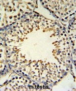 AP50042PU-N - ACSBG2