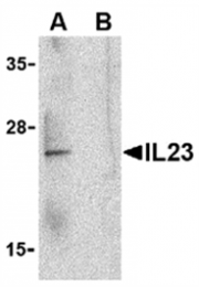 AP05588PU-N - Interleukin-23 alpha / IL23A