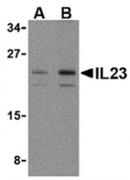 AP05589PU-N - Interleukin-23 alpha / IL23A