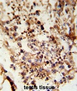 AP50059PU-N - Acrosin / ACR