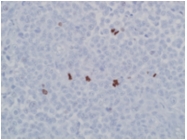 AP10439PU-N - Histone H3