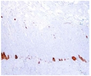 AP10438PU-N - UCHL1 / PGP9.5
