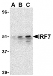 AP05595PU-N - IRF7