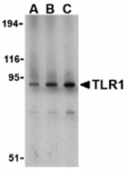 AP05596PU-N - CD281 / TLR1