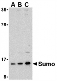 AP05599PU-N - SUMO1