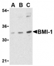 AP05603PU-N - BMI-1 / RNF51