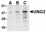 AP05612PU-N - Uracil-DNA glycosylase 2 / Cyclin-O