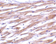 AP05613PU-N - Uracil-DNA glycosylase (UNG)
