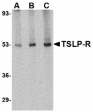 AP05703PU-N - CRLF2