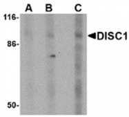 AP05716PU-N - DISC1