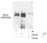 AP05717PU-N - BRCA1 / RNF53