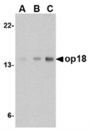 AP05735PU-N - Stathmin / STMN1