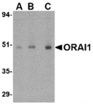AP05736PU-N - ORAI1