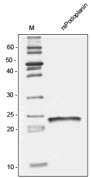 AR31059PU-N - Podoplanin
