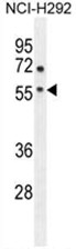 AP50096PU-N - Adenosine receptor A2a