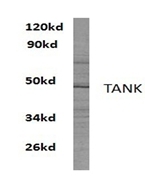 AP06800PU-N - TANK / ITRAF