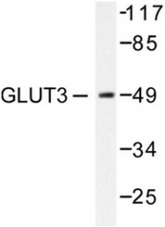 AP06145PU-N - GLUT3 / SLC2A3