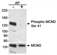 AP05748PU-N - MCM2